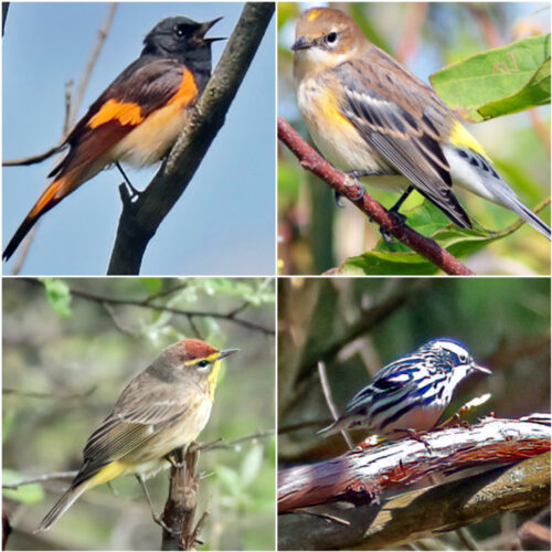 Warblers